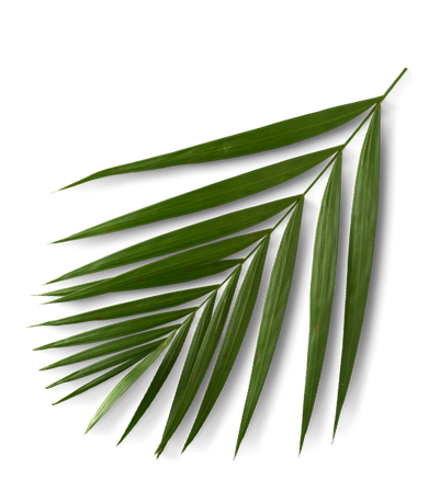 Palm Frond Top Right