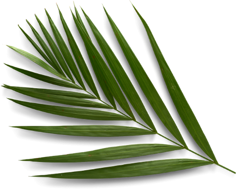 Palm Frond Bottom Left